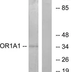 Merck Anti-OR1A1 antibody produced in rabbit