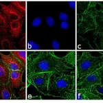 Thermo Fisher Scientific F(ab`)2-Goat anti-Rat IgG (H+L) Cross-Adsorbed Secondary Antibody, TRITC