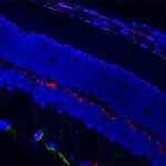 Merck ANTI-MOUSE IGG2A (GAMMA2A), CF568