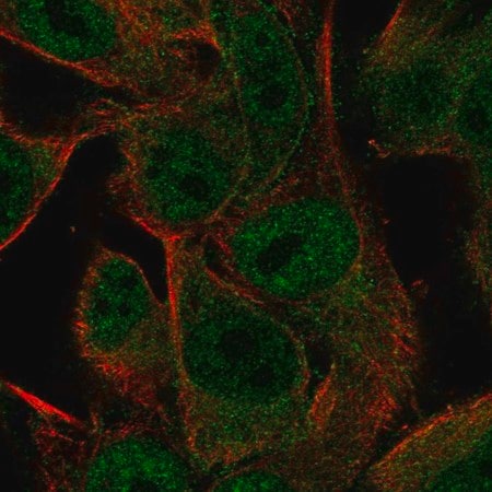 Merck Anti-PCDHGA2 antibody produced in rabbit