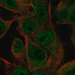 Merck Anti-PCDHGA2 antibody produced in rabbit