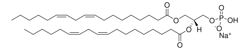 Merck 18:2 PA