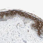 Merck Anti-ADGRA3 antibody produced in rabbit