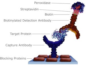 Merck STREPTAVIDIN FROM STREPTOMYCES AVIDINII&