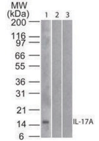 Merck Monoclonal Anti-IL-17A antibody produced in mouse