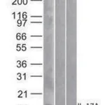 Merck Monoclonal Anti-IL-17A antibody produced in mouse