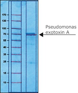 Merck PSEUDOMONAS EXOTOXIN A FROM PSEUDOMONAS