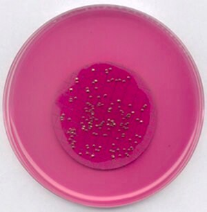 Merck m-Endo Agar LESNutriSelect Plus