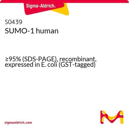 Merck SUMO-1 human