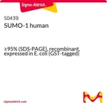 Merck SUMO-1 human