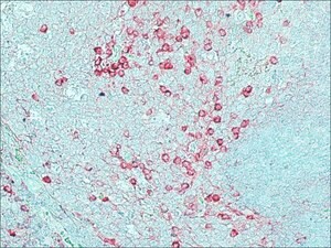 Merck ANTI-RABBIT IGG (WHOLE MOLECULE) &