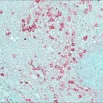 Merck ANTI-RABBIT IGG (WHOLE MOLECULE) &