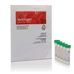 Thermo Fisher Scientific CellROX Green Reagent, for oxidative stress detection