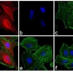 Thermo Fisher Scientific Chicken anti-Rat IgG (H+L) Secondary Antibody, Texas Red