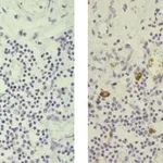 Thermo Fisher Scientific Mouse anti-Rat IgG2b Secondary Antibody, Biotin, eBioscience