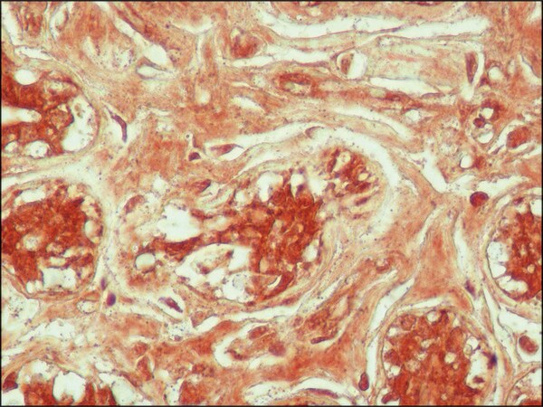 Merck Anti-acetyl-Histone H4 [Ac-Lys12] antibody produced in rabbit
