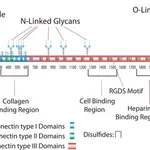 Merck FIBRONECTIN PROTEOLYTIC FRAGMENT 45 KDA