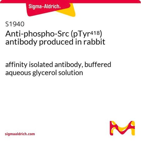 Merck Anti-phospho-Src (pTyr418) antibody produced in rabbit