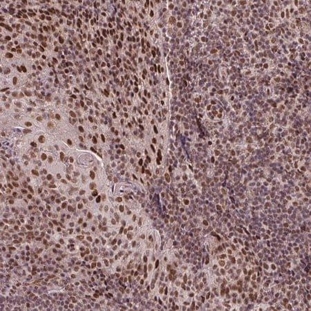 Merck Anti-SRSF2 antibody produced in rabbit