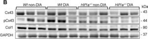 Merck RABBIT ANTI-CONNEXIN 43, AFFINITY      &