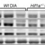 Merck RABBIT ANTI-CONNEXIN 43, AFFINITY &