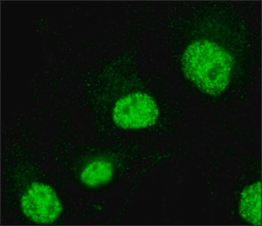 Merck Anti-FAM48A /P38IP antibody produced in rabbit