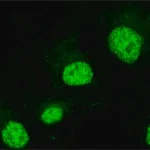 Merck Anti-FAM48A /P38IP antibody produced in rabbit