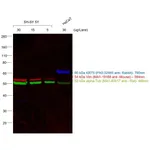 Thermo Fisher Scientific Goat anti-Mouse IgM (Heavy chain) Cross-Adsorbed Secondary Antibody, Alexa Fluor 594