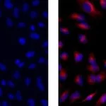 Thermo Fisher Scientific Rat anti-Mouse IgG1 Secondary Antibody, eFluor 570, eBioscience