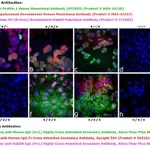 Thermo Fisher Scientific Goat anti-Human IgG Fc Cross-Adsorbed Secondary Antibody, DyLight 594