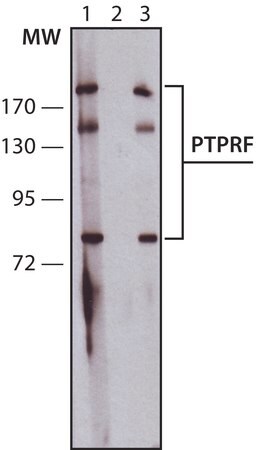 Merck Anti-PTPRF (C-terminal) antibody produced in rabbit