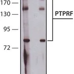 Merck Anti-PTPRF (C-terminal) antibody produced in rabbit