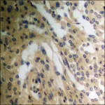 Merck Anti-phospho-Tryptophan Hydroxylase (pSer58) antibody produced in rabbit
