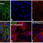 Thermo Fisher Scientific Goat anti-Mouse IgG (H+L) Highly Cross-Adsorbed Secondary Antibody