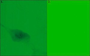 Merck FIBRONECTIN-FITC SUITABLE FOR CELL CULTU