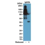 Thermo Fisher Scientific Rabbit anti-Mouse IgG2b Recombinant Secondary Antibody