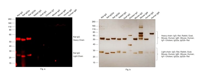 Thermo Fisher Scientific Goat anti-Rat IgG (H+L) Highly Cross-Adsorbed Secondary Antibody, Alexa Fluor Plus 594