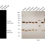 Thermo Fisher Scientific Goat anti-Rat IgG (H+L) Highly Cross-Adsorbed Secondary Antibody, Alexa Fluor Plus 594