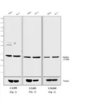 Thermo Fisher Scientific Goat anti-Rabbit IgG (H+L) Secondary Antibody, AP