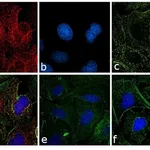 Thermo Fisher Scientific Chicken anti-Rat IgG (H+L) Cross-Adsorbed Secondary Antibody, Alexa Fluor 647