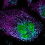 Thermo Fisher Scientific Donkey anti-Mouse IgG (H+L) Highly Cross-Adsorbed Secondary Antibody, Alexa Fluor Plus 405