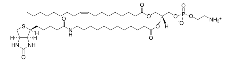 Merck 18:1-12:0 Biotin PE