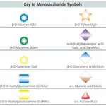Merck 3'-Sialyl-Lewis-X tetrasaccharide