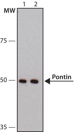 Merck Anti-Pontin antibody, Mouse monoclonal