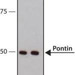 Merck Anti-Pontin antibody, Mouse monoclonal