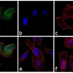 Thermo Fisher Scientific Goat anti-Rabbit IgG (H+L) Highly Cross-Adsorbed Secondary Antibody, Oregon Green 488