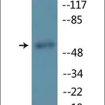 Merck Anti-phospho-MITF (pSer180/73) antibody produced in rabbit