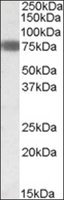 Merck ANTI-EBF1