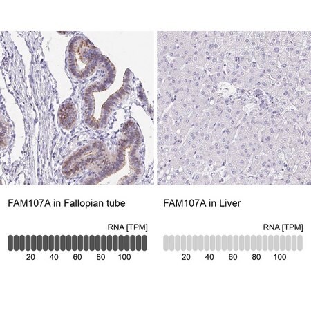 Merck Anti-FAM107A antibody produced in rabbit