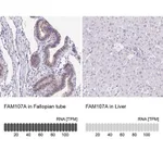 Merck Anti-FAM107A antibody produced in rabbit